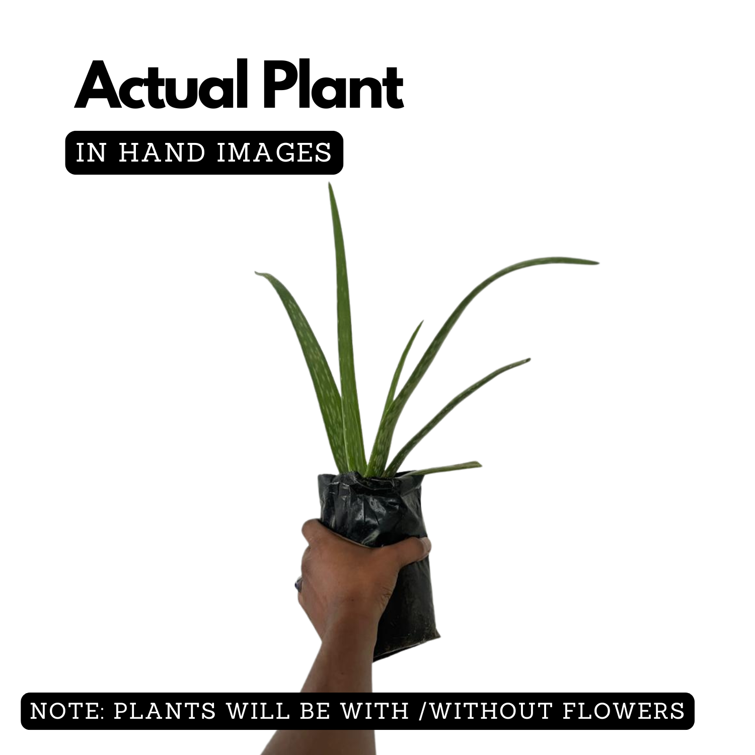 Aloe Cameronii Live Plant (Home & Garden)