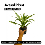 Dracaena Lemon Live Plant (Home & Garden)