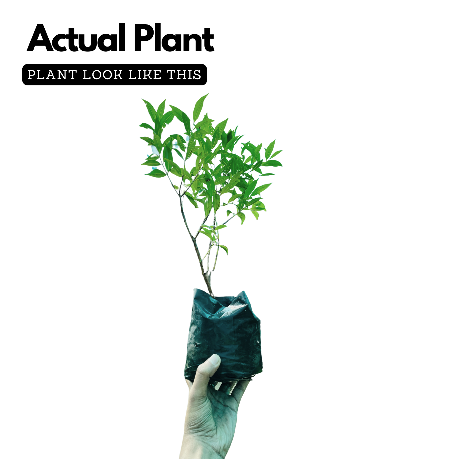 Hedge Plant Combo – Eugenia (Pack of 3 Live Plants) | Ideal for Garden Borders, Hedges & Landscaping | Dense Evergreen Shrub for Outdoor Use