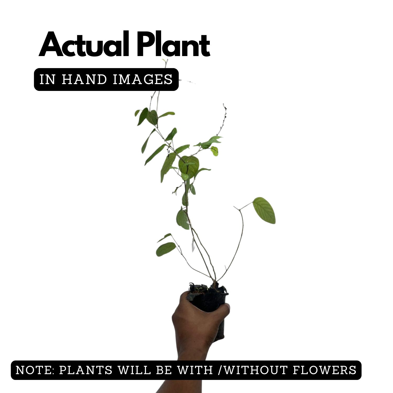 Orila Plant (Desmodium gangeticum) | Ayurvedic Medicinal Live Plant | Traditional Herbal Live Plant for Home & Garden