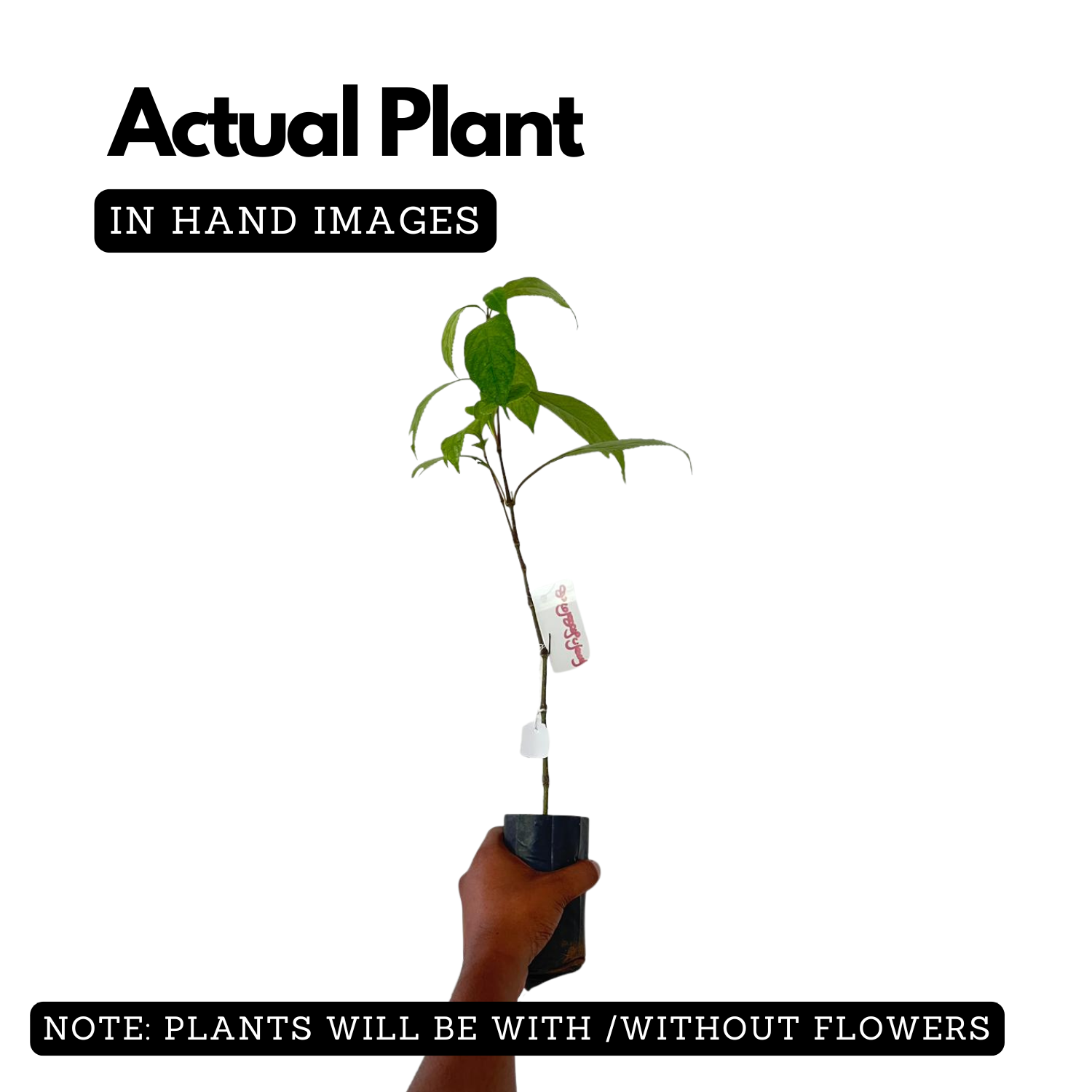 Karimkurinji Plant (Strobilanthes ciliatus) | Rare Flowering & Medicinal Live Plant | Ideal for Home & Gardens