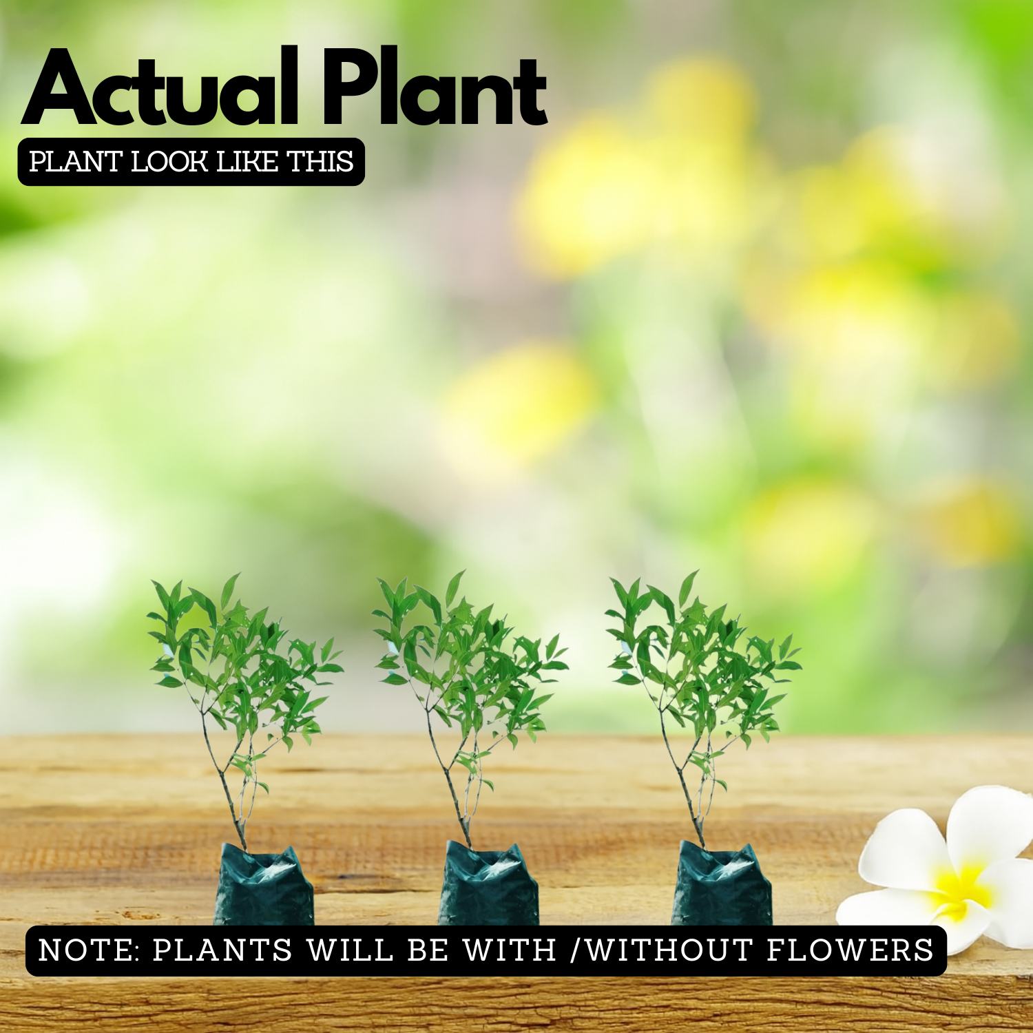 Hedge Plant Combo – Eugenia (Pack of 3 Live Plants) | Ideal for Garden Borders, Hedges & Landscaping | Dense Evergreen Shrub for Outdoor Use