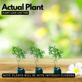 Hedge Plant Combo – Eugenia (Pack of 3 Live Plants) | Ideal for Garden Borders, Hedges & Landscaping | Dense Evergreen Shrub for Outdoor Use