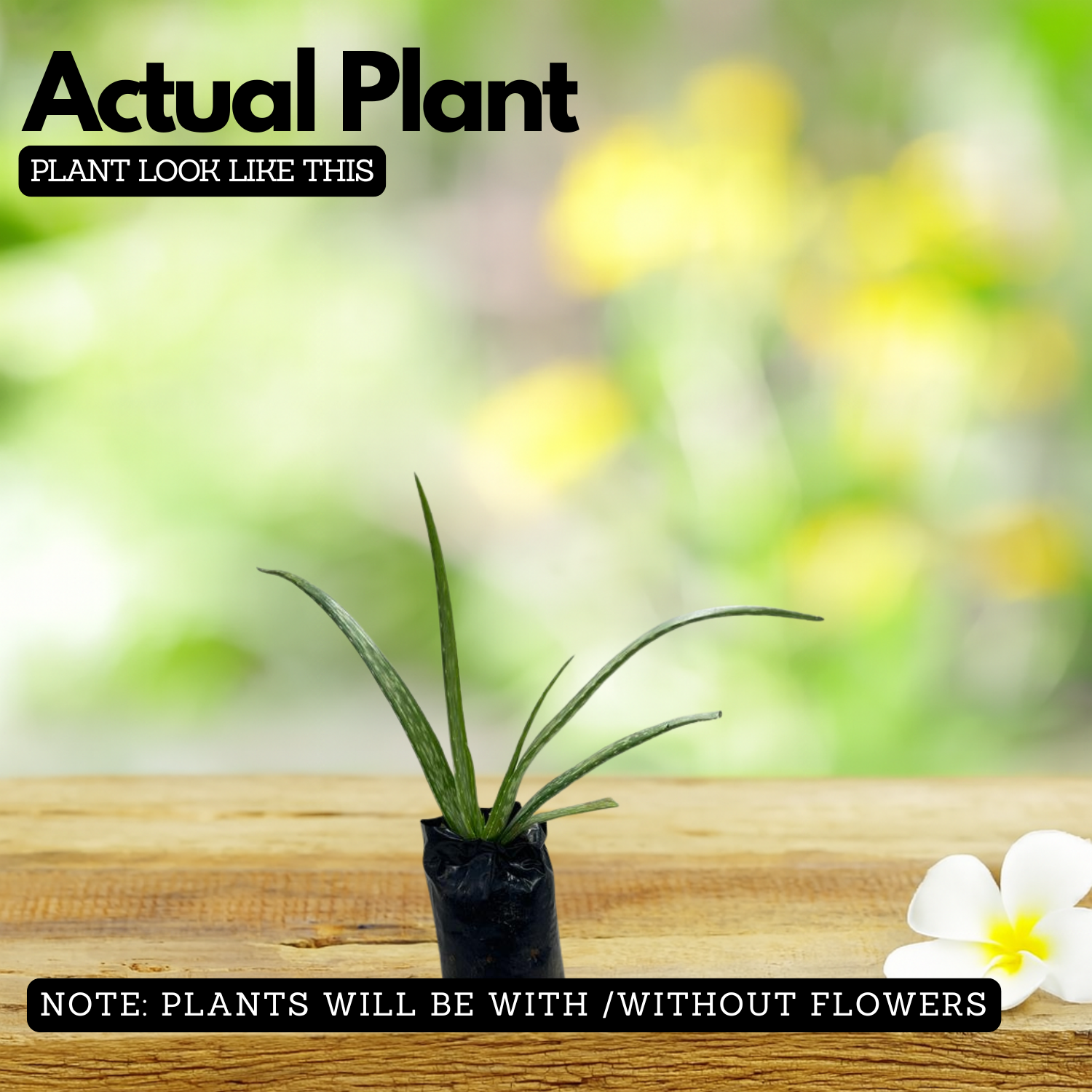 Aloe Cameronii Live Plant (Home & Garden)