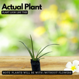 Aloe Cameronii Live Plant (Home & Garden)