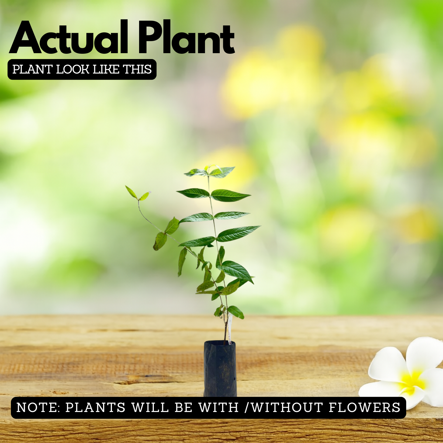 Thathiri (Woodfordia Fruiticosa) Live Plant (Home & Garden)