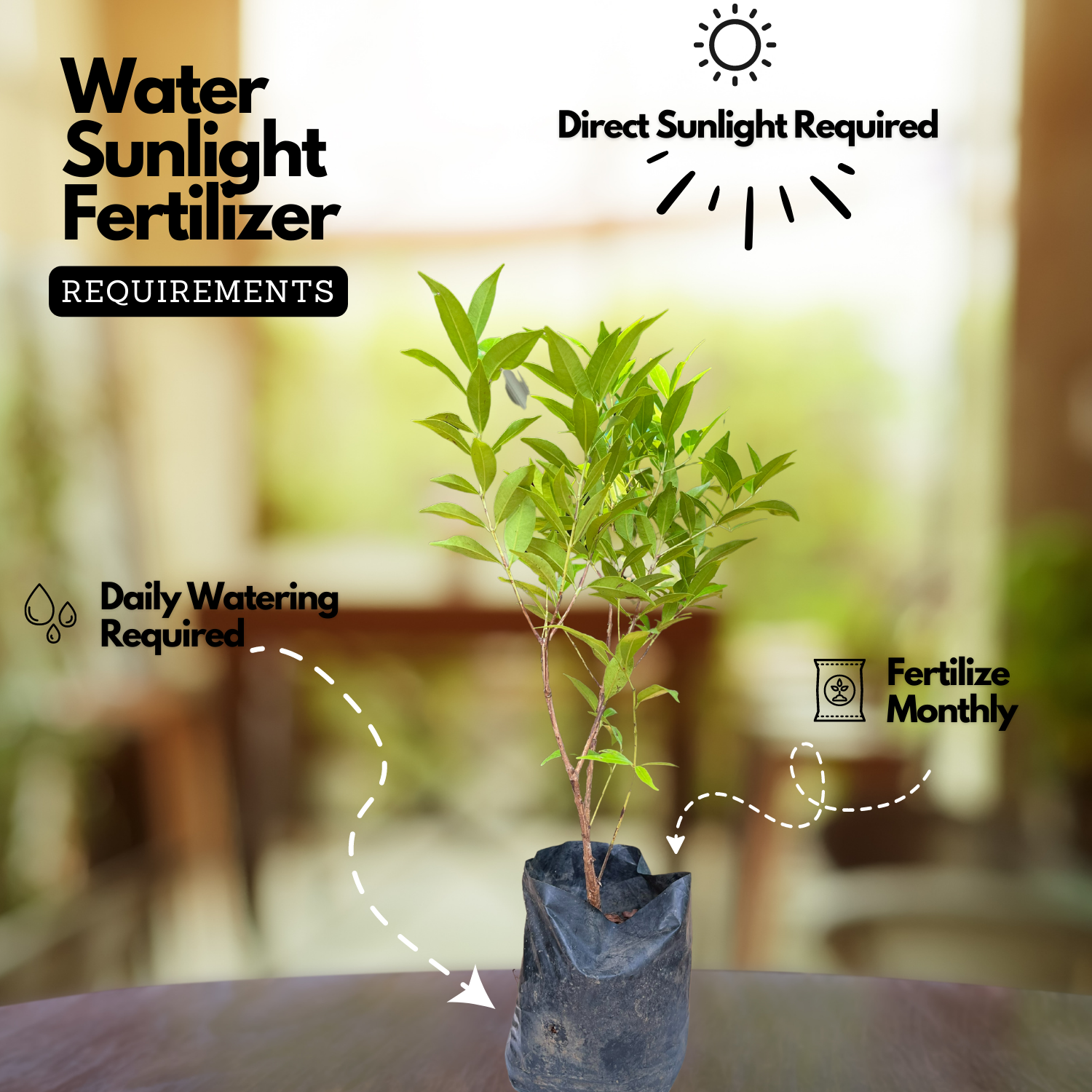 Hedge Plant Combo – Eugenia (Pack of 3 Live Plants) | Ideal for Garden Borders, Hedges & Landscaping | Dense Evergreen Shrub for Outdoor Use