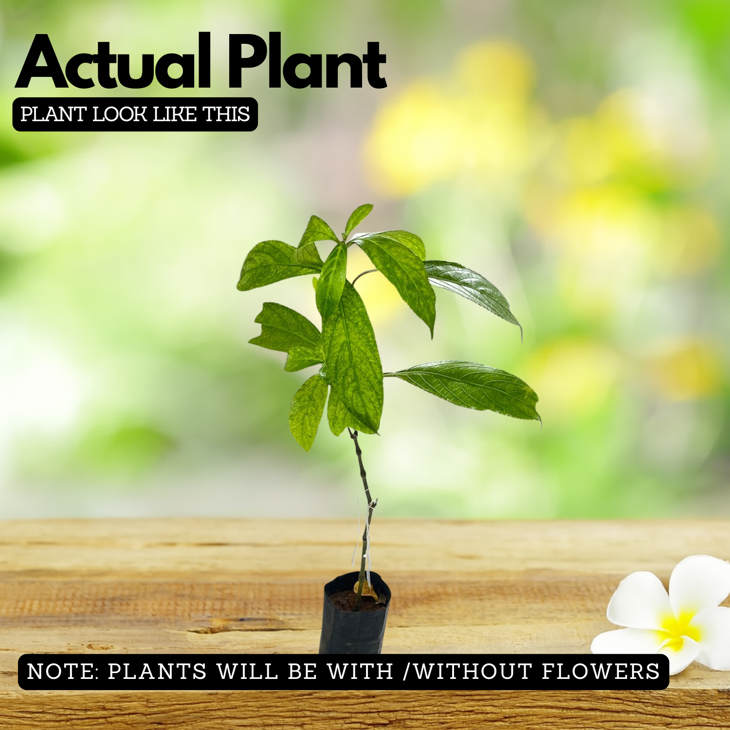 Karimkurinji Plant (Strobilanthes ciliatus) | Rare Flowering & Medicinal Live Plant | Ideal for Home & Gardens