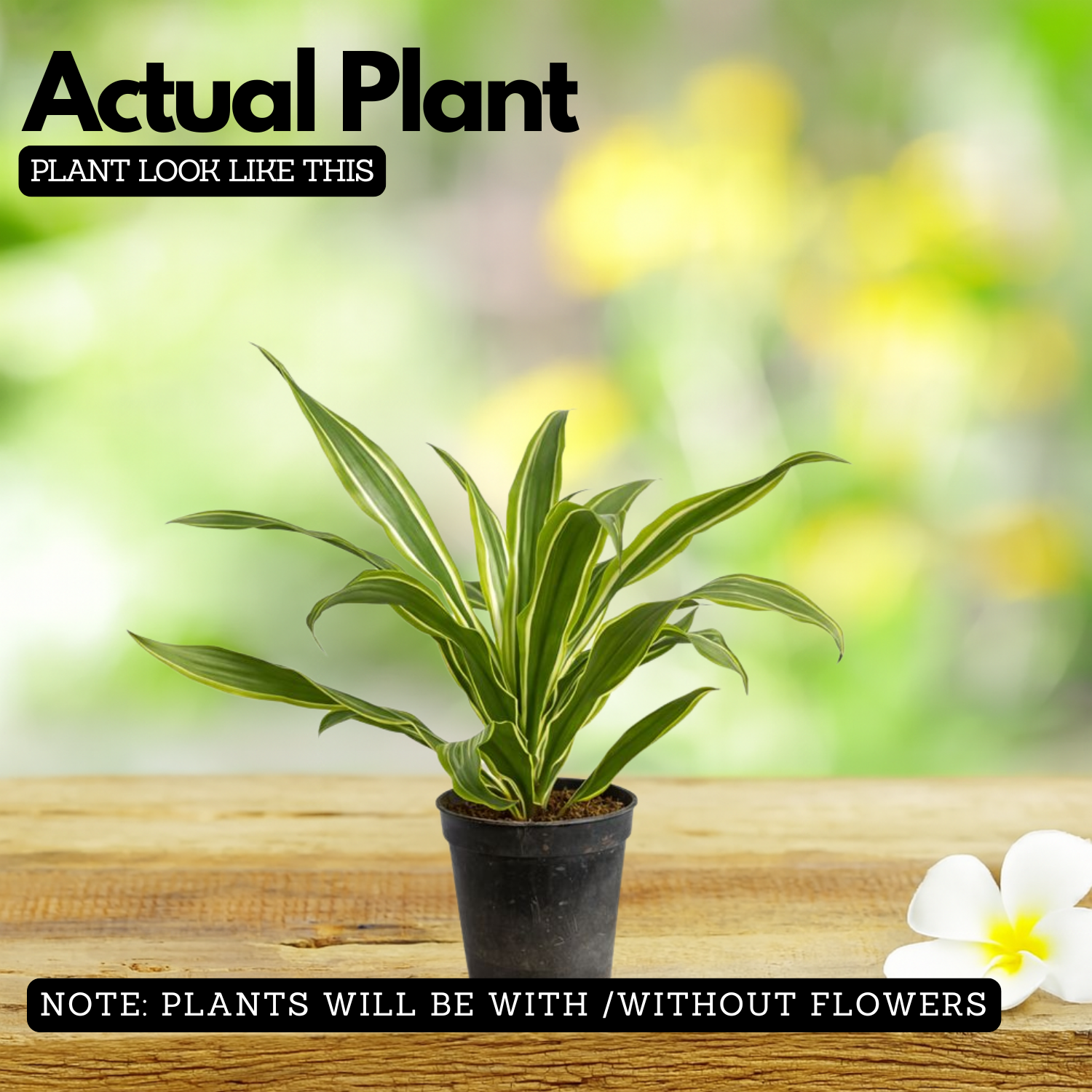 Dracaena Lemon Live Plant (Home & Garden)