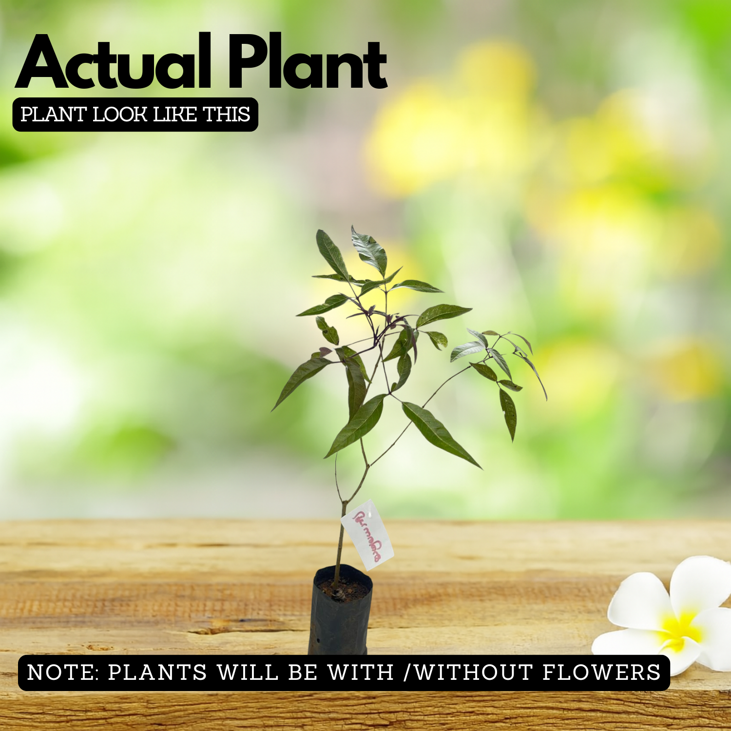 Karinochi Plant (Vitex negundo), Nirgundi | Ayurvedic Medicinal & Aromatic Live Plant | Natural Mosquito Repellent | Ideal for Home Garden & Herbal Use