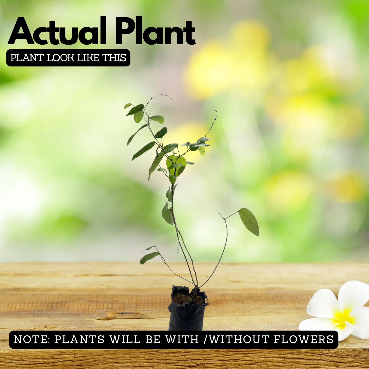 Orila Plant (Desmodium gangeticum) | Ayurvedic Medicinal Live Plant | Traditional Herbal Live Plant for Home & Garden