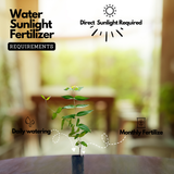 Thathiri (Woodfordia Fruiticosa) Live Plant (Home & Garden)