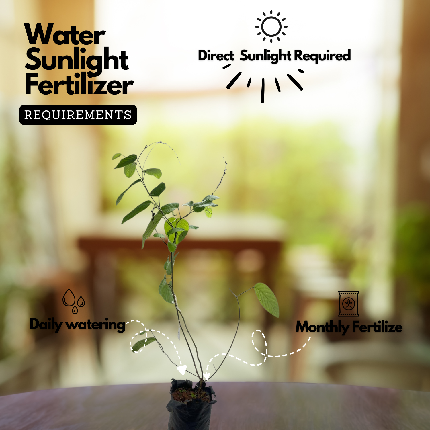 Orila Plant (Desmodium gangeticum) | Ayurvedic Medicinal Live Plant | Traditional Herbal Live Plant for Home & Garden