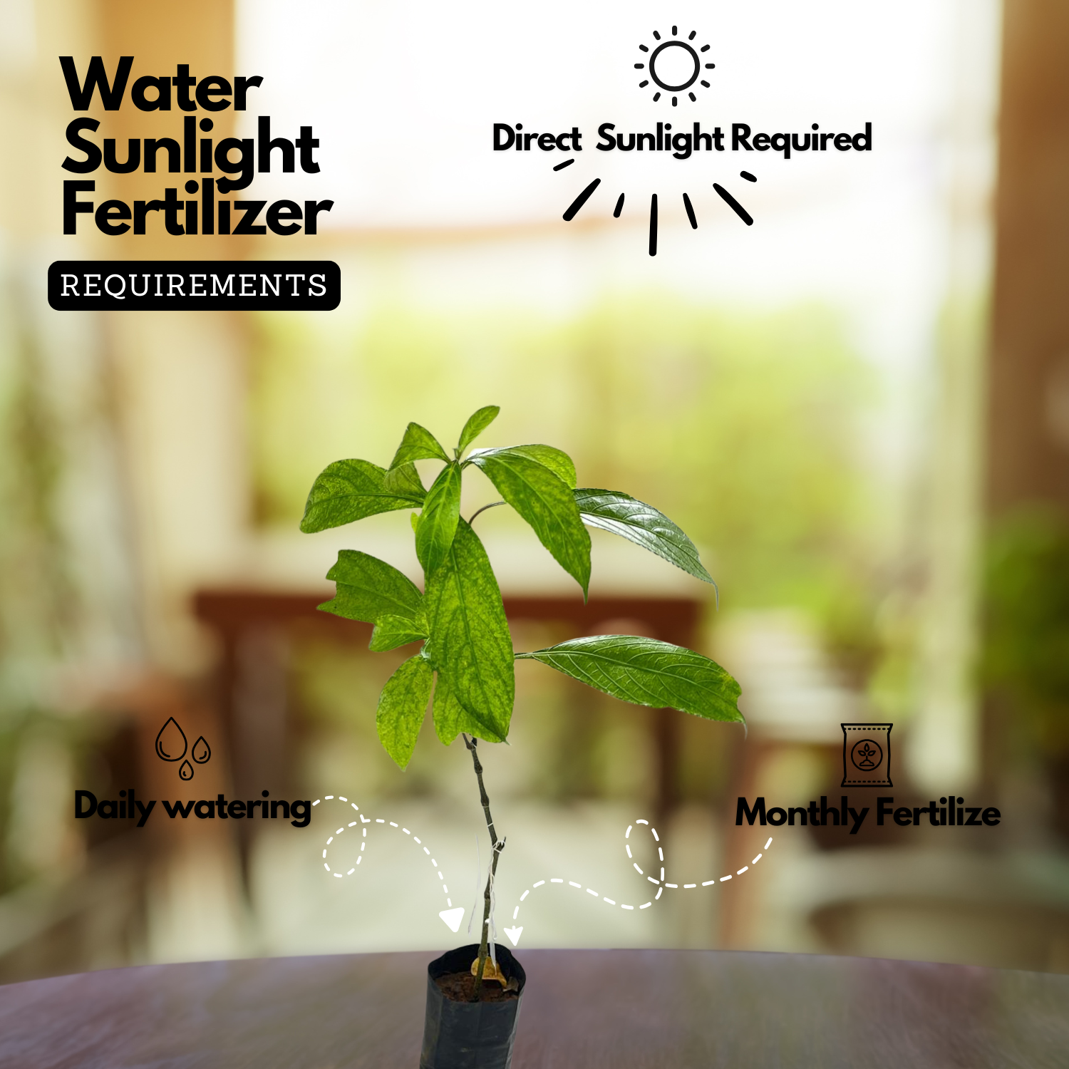 Karimkurinji Plant (Strobilanthes ciliatus) | Rare Flowering & Medicinal Live Plant | Ideal for Home & Gardens