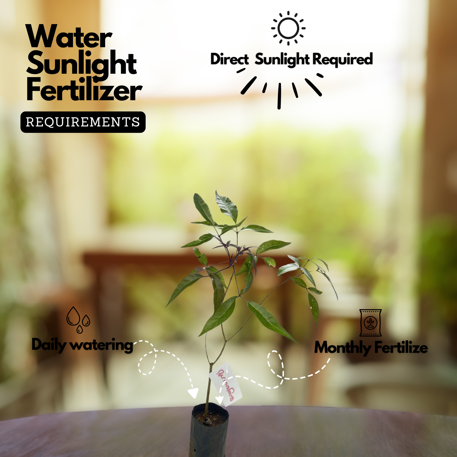 Karinochi Plant (Vitex negundo), Nirgundi | Ayurvedic Medicinal & Aromatic Live Plant | Natural Mosquito Repellent | Ideal for Home Garden & Herbal Use