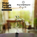 Karinochi Plant (Vitex negundo), Nirgundi | Ayurvedic Medicinal & Aromatic Live Plant | Natural Mosquito Repellent | Ideal for Home Garden & Herbal Use