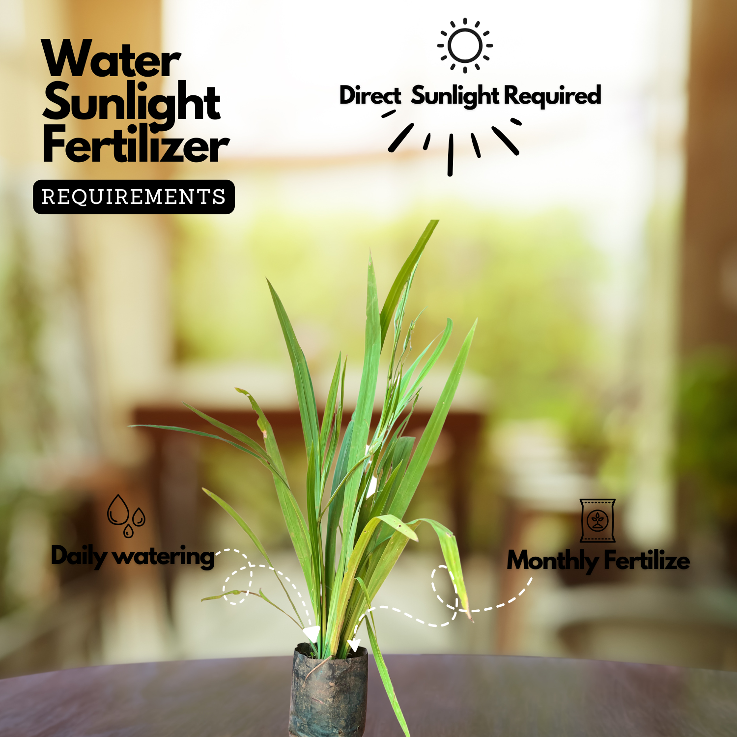 Iris Plant (Iris germanica / Iris spp.) Live Flowering Plant (Home & Garden)