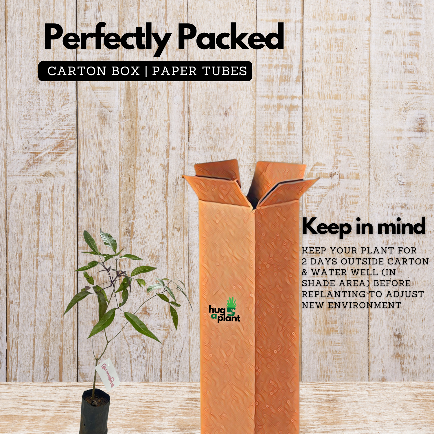 Karinochi Plant (Vitex negundo), Nirgundi | Ayurvedic Medicinal & Aromatic Live Plant | Natural Mosquito Repellent | Ideal for Home Garden & Herbal Use