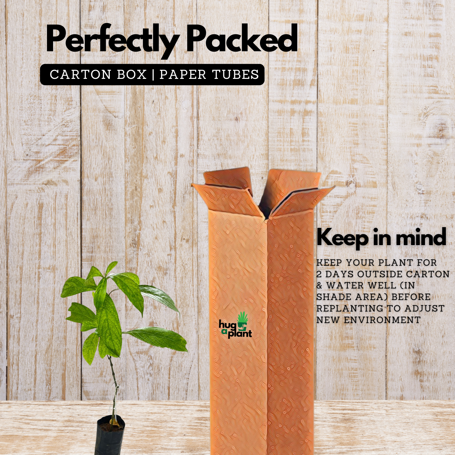 Karimkurinji Plant (Strobilanthes ciliatus) | Rare Flowering & Medicinal Live Plant | Ideal for Home & Gardens