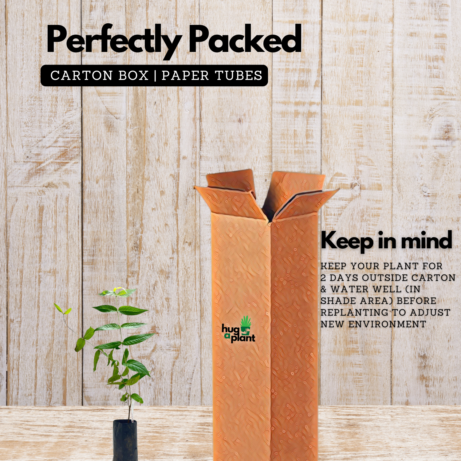 Thathiri (Woodfordia Fruiticosa) Live Plant (Home & Garden)