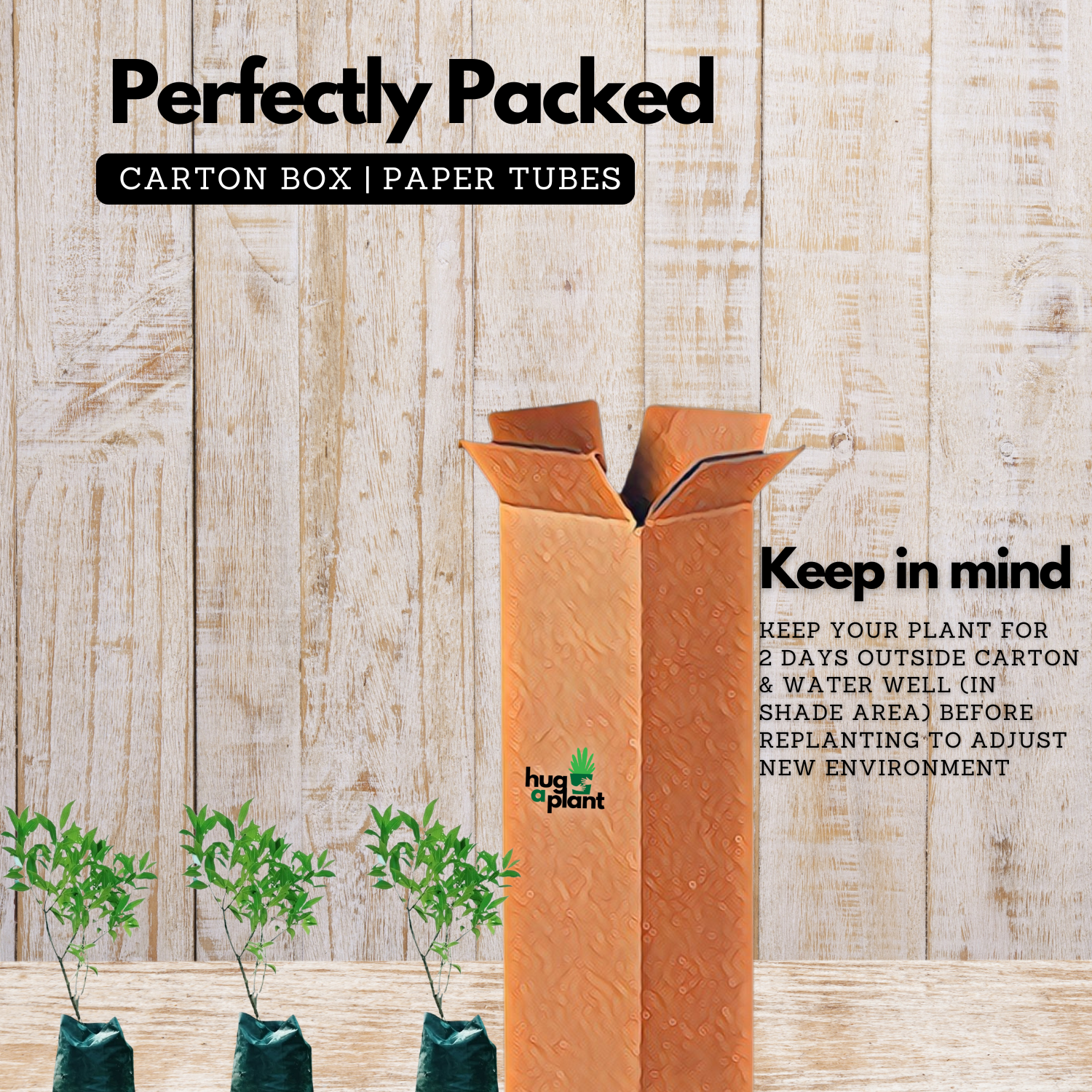 Hedge Plant Combo – Eugenia (Pack of 3 Live Plants) | Ideal for Garden Borders, Hedges & Landscaping | Dense Evergreen Shrub for Outdoor Use