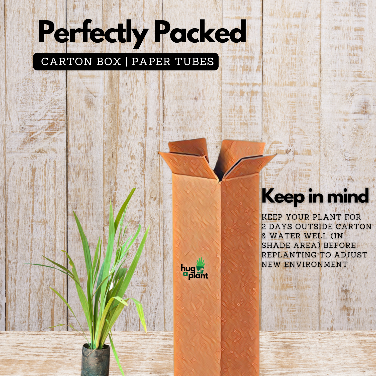 Iris Plant (Iris germanica / Iris spp.) Live Flowering Plant (Home & Garden)