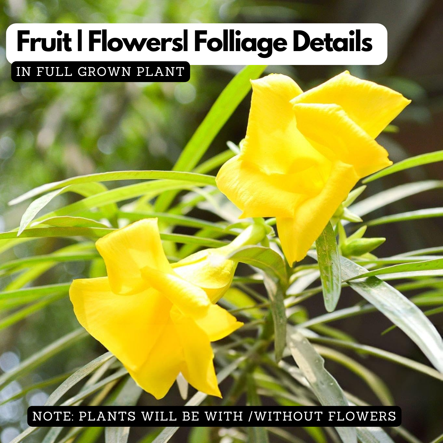 Flowering Plant Birth Star: Punartham (Plant: Yellow Arali / Nerium Oleander) Flowering / Ornamental Live Plant (H&G)