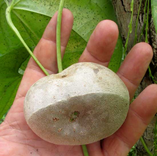 Air Potato Dioscorea Bulbifera Vine for planting  - Approximately 200 gram