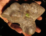 Air Potato Dioscorea Bulbifera Vine for planting  - Approximately 200 gram
