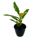 Philodendron Narrow Escape / Tiger Tooth - Live  Plant in 10cm Pot (Home & Garden)