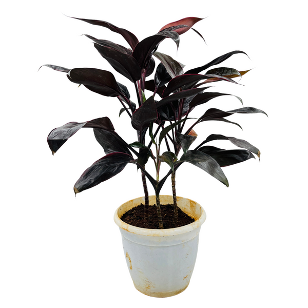 Dracaena Purple