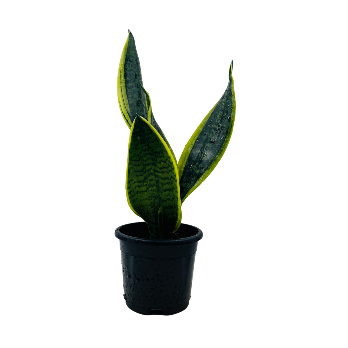 Sansevieria "Gold Flame" / Snake Plant (Dracaena trifasciata)- Live Plant in pot  (Home & Garden)