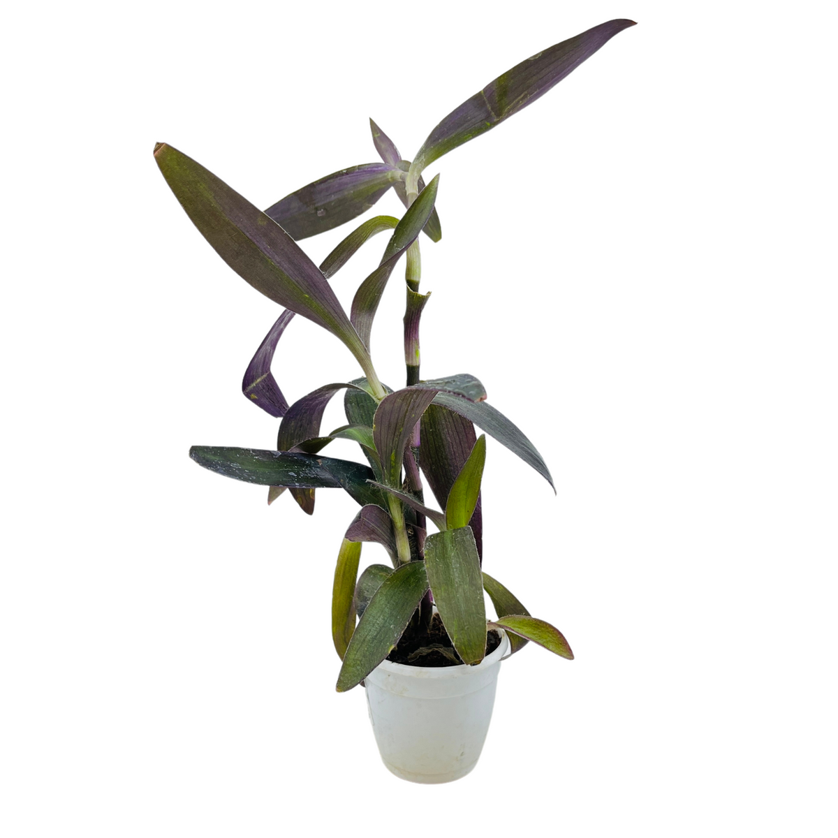 Tradescantia Pallida, Purple Queen, Purple Secretia - Live Plant (Home & Garden)