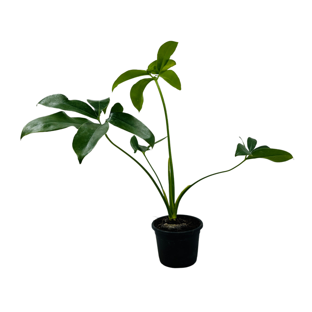 Philodendron Goeldi (Thaumatophyllum Spruceanum)