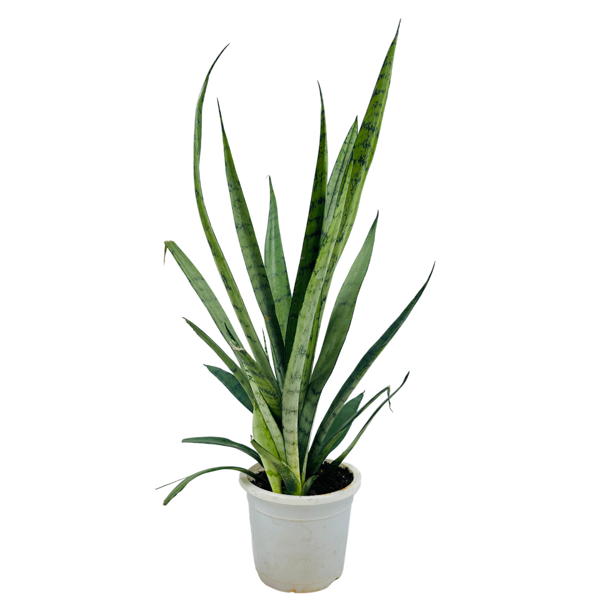 Sansevieria Silver Princess / Snake Plant (Sansevieria trifasciata)- Live Plant in 12cm Pot  (Home & Garden)