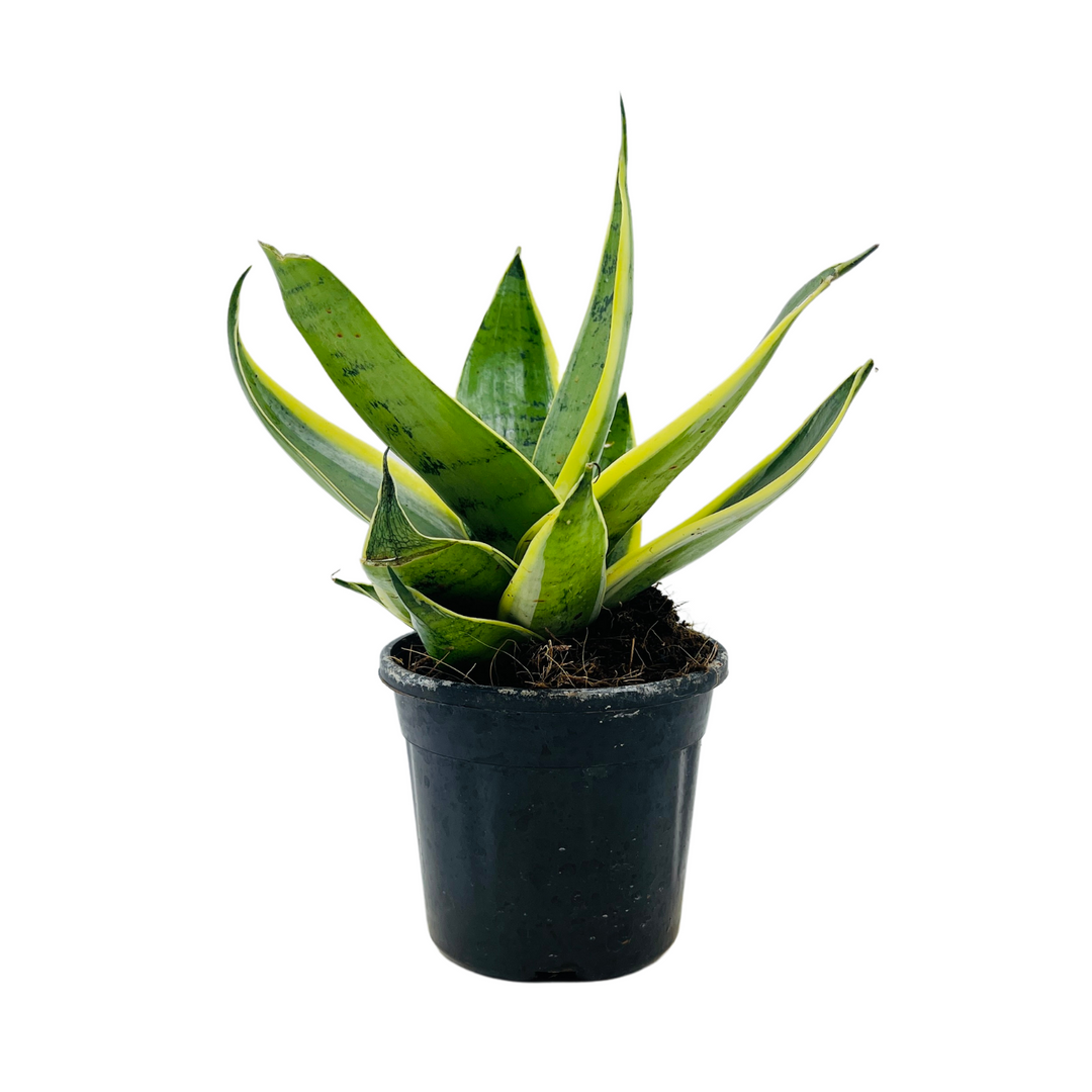 dracaena trifasciata for sale Sansevieria Snow White / Snake Plant (Dracaena trifasciata)- Live Plan –  Hug A Plant