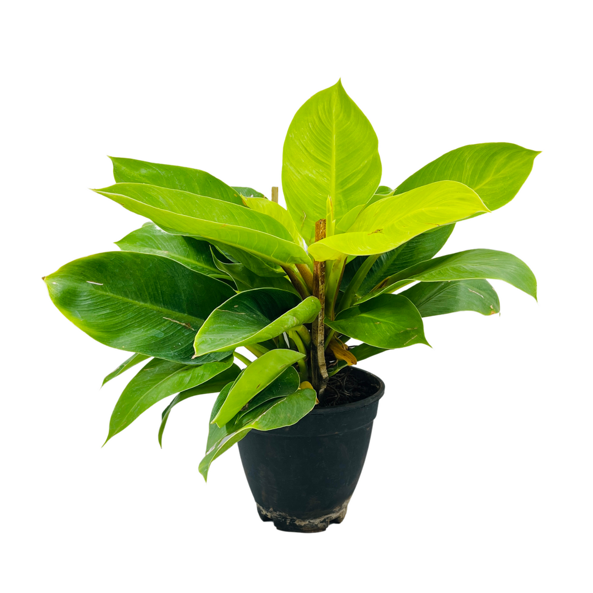 Philodendron Moonlight | Moonshine Plant- Live Plant (Home & Garden)