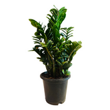 Zamioculcas zamiifolia ƒ??Zenziƒ?? Big Dwarf ZZ Plant- Live Plant in 8inch Pot (Home & Garden)