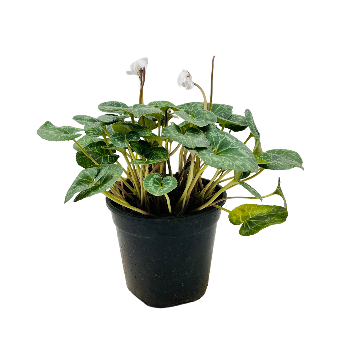 Cyclamen (Cyclamen persicum) (Any Colour)- Live Flowering Plant (Home & Garden)