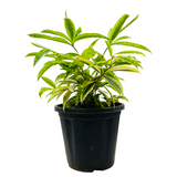 Draceana Golden Milky Bamboo Plant - Live Plant in 8inch Pot (Home & Garden)