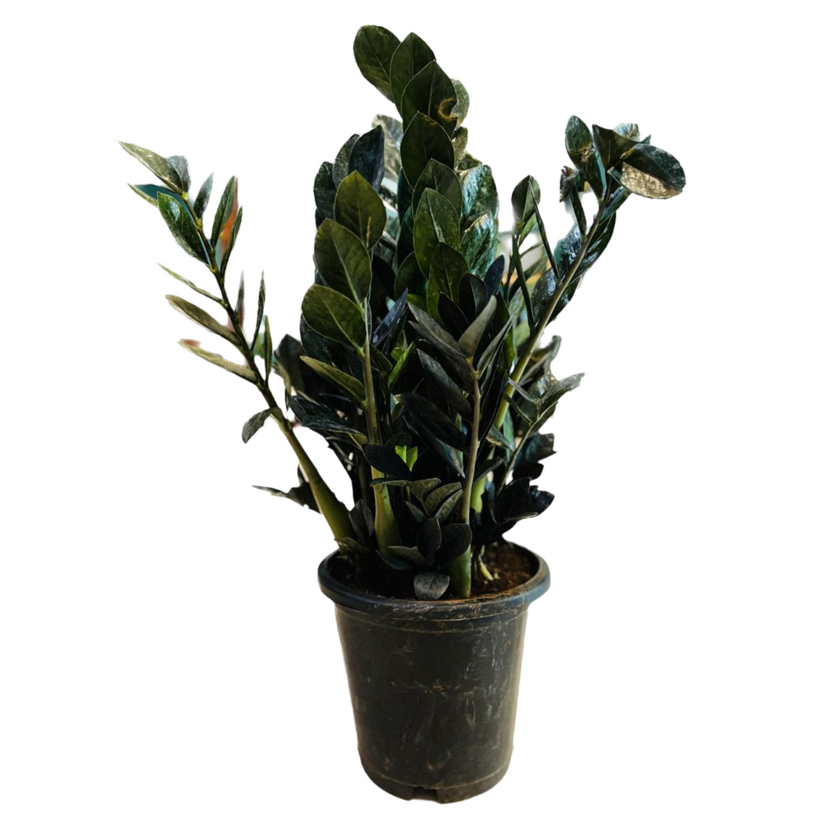 Zamioculcas Raven / Black ZZ Plant (Big) (Zamioculcas zamiifolia) - Live Plant in 8inch Pot For Indoor (Home & Garden)