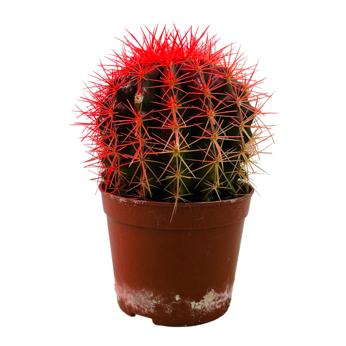 Ball Cactus Red (echinocactus grusonii) - Live Plant (Home & Graden)