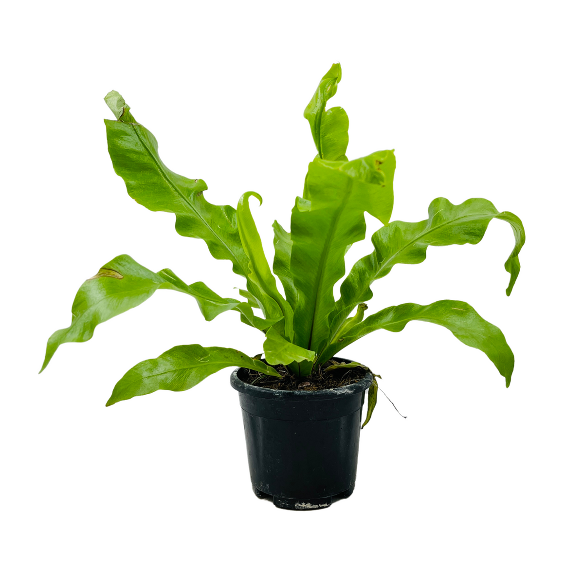 Bird Nest Fern (Asplenium Victoria) - Live  Plant in 10cm Pot (Home & Garden)