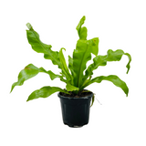 Bird Nest Fern (Asplenium Victoria) - Live  Plant in 10cm Pot (Home & Garden)