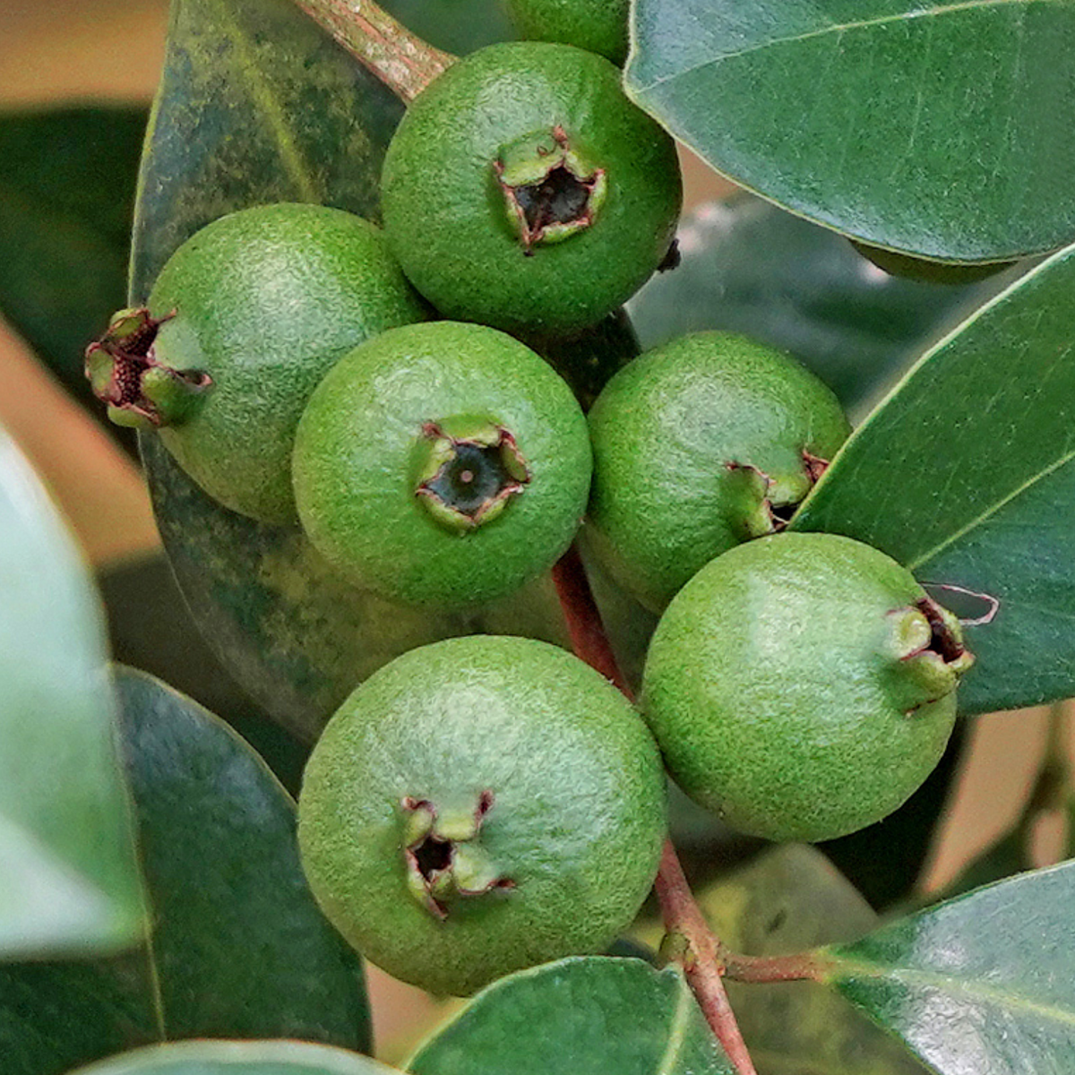 Munthiri Pera / Grape guava (Psidium guajava) Fruit Live Plant (Home & Garden)
