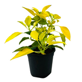 Yellow Poinsettia / Christmas Flower (Euphorbia pulcherrima) Flowering/Ornamental Live Plant (Home & Garden)