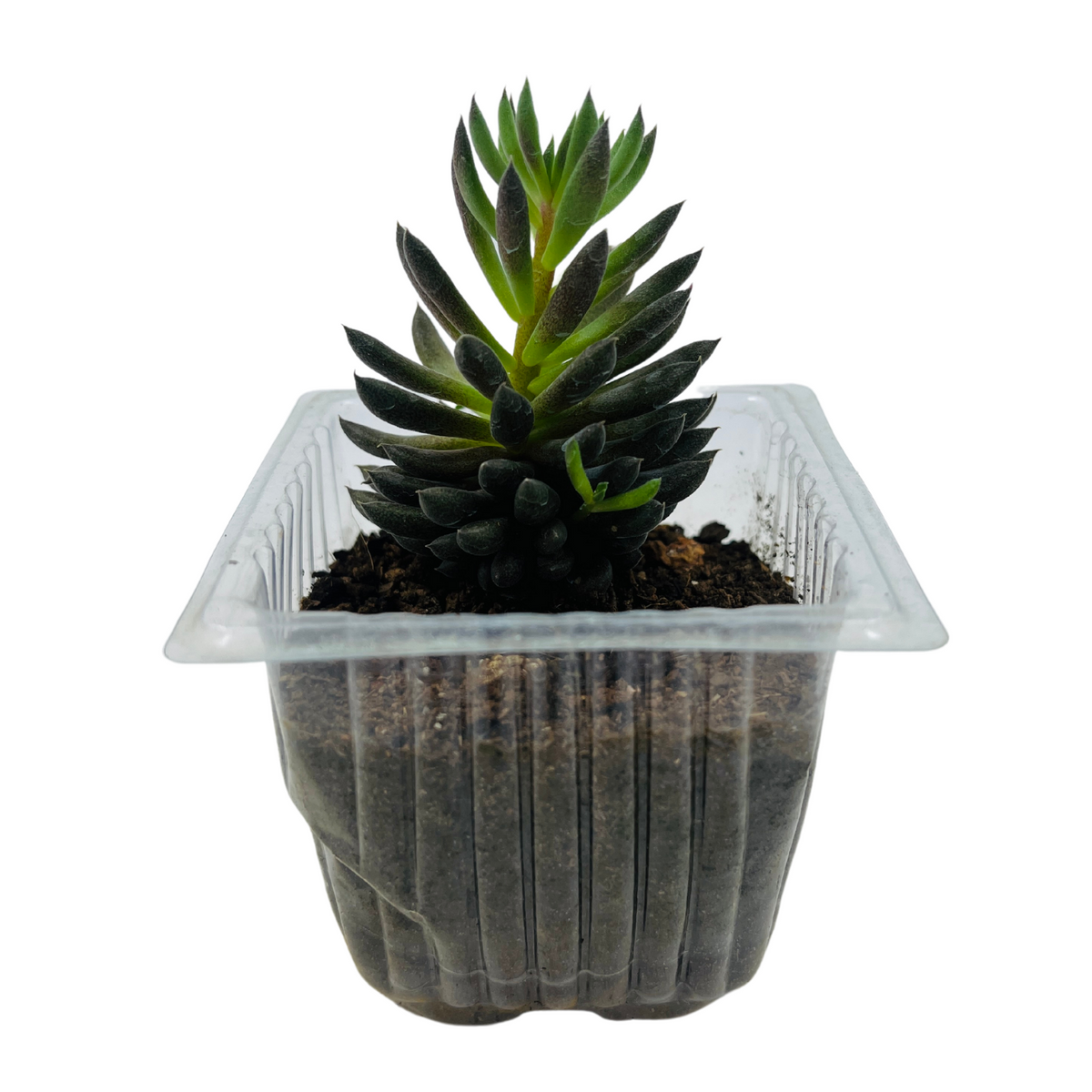 Sinocrassula Yunnanensis |  Chinese Jade Succulent - Live Plant (Home & Garden)