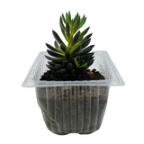 Sinocrassula Yunnanensis |  Chinese Jade Succulent - Live Plant (Home & Garden)