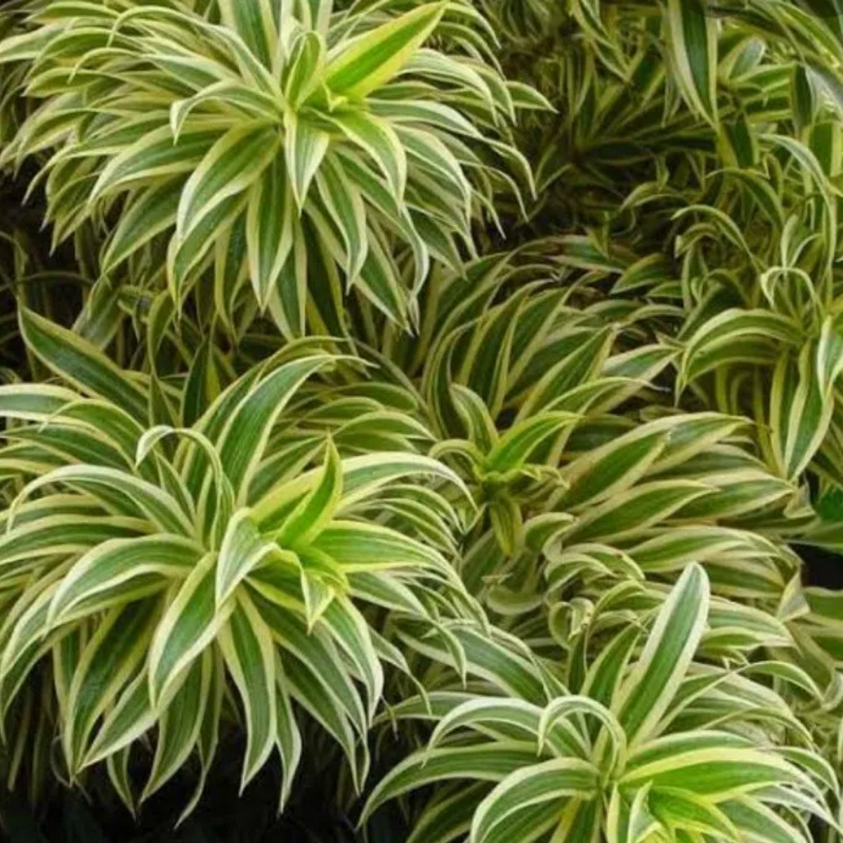 Song Of India (Dracaena Reflexa) - Ornamental Live Plant (Home & Garden)