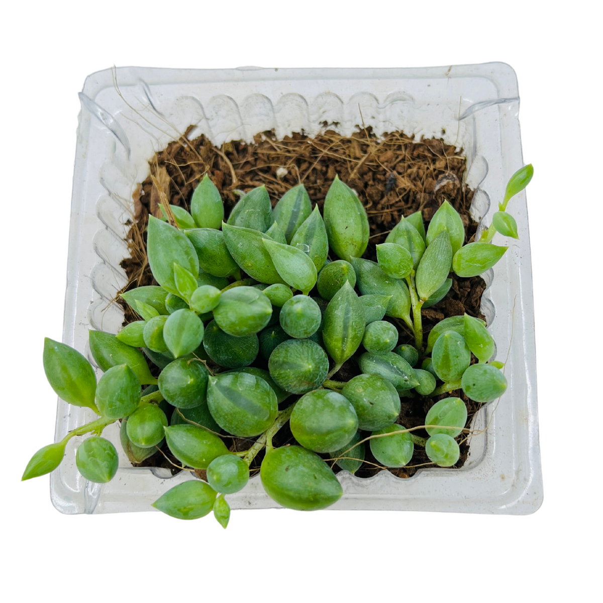 String of Tears / Curio Herreianus- Live Succulent Plant (Home & Garden)